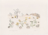 Artist: Bradhurst, Jane. | Title: Native fuschia, sand hibiscus and hop bush, Kimberley, with fossils. | Date: 1997 | Technique: lithograph, printed in black ink, from one stone; hand-coloured in watercolour