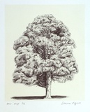 Artist: Pilgrim, Catherine. | Title: not titled [thickly wooded tree] | Date: 2001, March | Technique: lithograph, printed in colour, from two stones (image in black, cream tint)