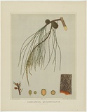 Artist: Fiveash, Rosa | Title: Casurina quadrivalvis (female plant). | Date: 1882 | Technique: lithograph, printed in colour, from multiple stones