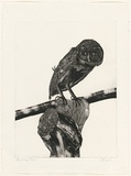 Artist: GRIFFITH, Pamela | Title: Australian masked owl | Date: 1981 | Technique: etching, aquatint printed in black ink, from two zinc plates | Copyright: © Pamela Griffith