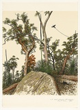 Artist: ROSE, David | Title: Bush drawing with magpie | Date: 1983 | Technique: screenprint, printed in colour, from multiple stencils