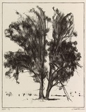 Artist: Cooke, Warren. | Title: not titled [two trees] | Date: 2001, 16 June | Technique: lithograph, printed in black ink, from one stone