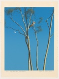 Artist: ROSE, David | Title: Day moon and kookaburra | Date: 1977 | Technique: screenprint, printed in colour, from multiple stencils