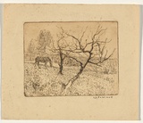 Artist: Colville, George. | Title: The old fruit tree. | Date: c.1935 | Technique: etching, printed in brown ink, from one plate