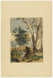 Artist: Angas, George French. | Title: Old gum tree on the Gawler. | Date: 1846-47 | Technique: lithograph, printed in colour, from multiple stones; varnish highlights by brush