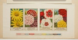 Artist: Burdett, Frank. | Title: Label: Leptosyne, Dianthus, Portilaca, Dianthus and colour strip. | Date: (1930) | Technique: lithograph, printed in colour, from multiple stones [or plates]