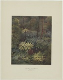Artist: PHILLIP-STEPHAN PHOTO-LITHO. AND TYPOGRAPHIC PROCESS CO LTD | Title: Fairy scene. Black Spur. Australia. | Date: (c.1887) | Technique: photo-lithograph, printed in colour, from multiple stones