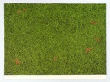 Artist: ROSE, David | Title: Grass | Date: 1974 | Technique: screenprint, printed in colour, from multiple stencils