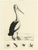 Artist: GRIFFITH, Pamela | Title: Pelican | Date: 1980 | Technique: etching, sugar lift, rocker, aquatint and burnishing printed in black ink, from five zinc plates | Copyright: © Pamela Griffith
