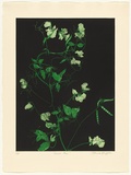 Artist: GRIFFITH, Pamela | Title: Sweet Pea | Date: 1988 | Technique: hardground-etching and aquatint, printed in colour, from two copper plates | Copyright: © Pamela Griffith