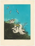 Artist: GRIFFITH, Pamela | Title: Masked Booby family | Date: 1985 | Technique: hardground-etching and aquatint, printed in colour, from two zinc plates | Copyright: © Pamela Griffith