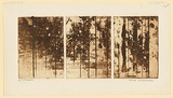 Artist: WILLIAMS, Fred | Title: Landscape triptych. Number 2 | Date: 1962 | Technique: aquatint, open biting, engraving, drypoint | Copyright: © Fred Williams Estate