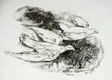 Artist: Strachan, David. | Title: Birds | Date: 1951 | Technique: etching, printed in black ink, from one plate