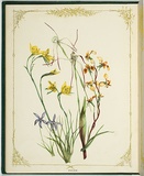 Artist: De Mole, Fanny. | Title: Orchideæ. | Date: 1861 | Technique: lithograph, printed in black ink, from one stone; hand-coloured
