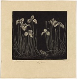 Artist: LINDSAY, Lionel | Title: Flag lillies | Date: 1925 | Technique: wood-engraving, printed in black ink, from one block | Copyright: Courtesy of the National Library of Australia