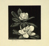 Artist: LINDSAY, Lionel | Title: Magnolias | Date: 1924 | Technique: wood-engraving, printed in black ink, from one block | Copyright: Courtesy of the National Library of Australia
