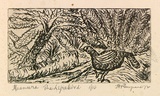Artist: ROSENGRAVE, Harry | Title: Menura the lyrebird | Date: 1972 | Technique: etching, printed in black ink, from one plate