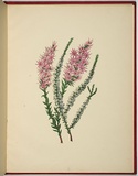 Artist: WALKER, Annie | Title: Epacris microphylla and sprengelia incarnata. | Date: 1887 | Technique: lithograph, printed in black ink, from one stone; hand-coloured