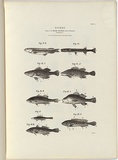 Title: Fishes. Living in the River Murray and its tributaries. | Date: 1856 | Technique: wood-engraving, printed in black ink, from one block