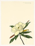 Artist: ROSE, David | Title: Magnolia (colour study) | Date: 1985 | Technique: screenprint, printed in colour, from multiple stencils