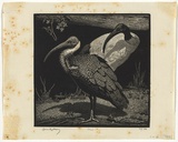 Artist: LINDSAY, Lionel | Title: Ibis | Date: 1932 | Technique: wood-engraving, printed in black ink, from one block | Copyright: Courtesy of the National Library of Australia
