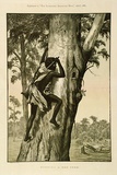 Artist: Mather, John. | Title: Robbing a bee tree | Date: 1887 | Technique: wood-engraving, printed in colour, from multiple blocks