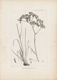 Artist: Redouté, Pierre-Joseph. | Title: Anigozanthos rufa | Date: 1800 | Technique: engraving, printed in black ink, from one copper plate