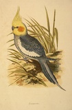 Artist: Lydon, Alexander Francis [A.F.L.]. | Title: Cockatiel. | Date: 1884 | Technique: lithograph, printed in black ink, from one stone; hand-coloured