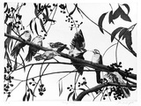Artist: GRIFFITH, Pamela | Title: Noisy Miners | Date: 1989 | Technique: hardground-etching and aquatint, printed in black ink, from one copper plate | Copyright: © Pamela Griffith