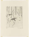 Artist: WILLIAMS, Fred | Title: Acacias. Number 2 | Date: 1973-74 | Technique: etching, rough biting, engraving and electric hand engraving, printed in black ink, from one zinc plate | Copyright: © Fred Williams Estate