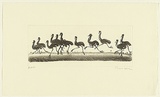 Artist: Law, Roger. | Title: (Emus running) | Date: 2005 | Technique: aquatint, printed in sepia ink, from one plate