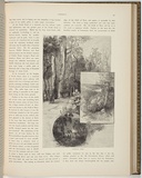 Artist: FULLWOOD, A.H. | Title: National park | Date: 1886 | Technique: woodengravings, printed in black ink, from one block