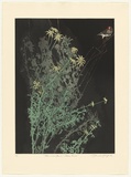 Artist: GRIFFITH, Pamela | Title: Flannel flowers and Zebra finch | Date: 1986 | Technique: hard ground, aquatint, spray resist on two, zinc | Copyright: © Pamela Griffith
