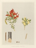 Artist: Fiveash, Rosa | Title: Templetonia retusa. | Date: 1890 | Technique: lithograph, printed in colour, from multiple stones [or plates]
