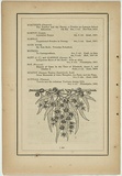 Title: not titled [eucalyptus coriacea]. | Date: 1861 | Technique: woodengraving, printed in black ink, from one block
