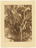 Artist: GRIFFITH, Pamela | Title: Australia's Western Wildflowers | Date: 1987 | Technique: hard ground, aquatint, spray resist, soft ground, printed in brown ink, from one zinc plate | Copyright: © Pamela Griffith