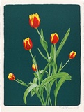 Artist: ROSE, David | Title: Tulips | Date: 1996 | Technique: screenprint, printed in colour, from multiple screens