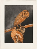 Artist: GRIFFITH, Pamela | Title: Australian masked owl | Date: 1981 | Technique: etching, aquatint, spray resist printed in colour from two zinc plates | Copyright: © Pamela Griffith