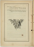 Title: not titled [billardiera longiflora]. | Date: 1861 | Technique: woodengraving, printed in black ink, from one block