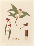 Artist: Fiveash, Rosa | Title: Eucalyptus lansdowneana. | Date: 1890 | Technique: lithograph, printed in colour, from multiple stones [or plates]