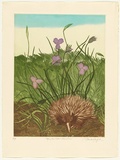 Artist: GRIFFITH, Pamela | Title: Spiny ant eater and Native iris | Date: 1984 | Technique: hard ground, aquatint, soft ground on two zinc | Copyright: © Pamela Griffith