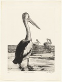 Artist: GRIFFITH, Pamela | Title: Pelicans in the shallows | Date: 1981 | Technique: hardground-etching, aquatint, mezzotint rocker and burnishing, printed in black ink, from one zinc plate | Copyright: © Pamela Griffith