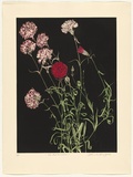 Artist: GRIFFITH, Pamela | Title: The Red Carnation | Date: 1988 | Technique: hardground-etching and aquatint, printed in colour, from two copper plates | Copyright: © Pamela Griffith
