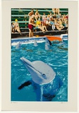 Artist: Robinson, Sally. | Title: Dolphins | Date: 1975 | Technique: photo-screenprint and screenprint, printed in colour, from multiple stencils | Copyright: Represented by Robin Gibson, Sydney, AGOG in Canberra & Editions Gallery, Melbourne