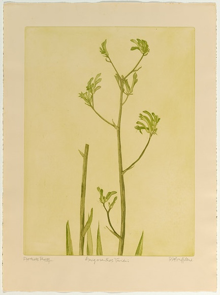 Artist: GRIFFITH, Pamela | Title: Anigonsanthos Veridis | Date: 1978 | Technique: soft ground, aquatint printed in green ink, from one zinc plate | Copyright: © Pamela Griffith
