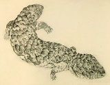 Artist: Gould, Strom. | Title: Skink | Date: 1959 | Technique: etching, printed in black ink, from one zinc plate