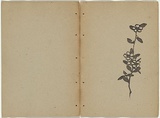 Artist: Rede, Geraldine. | Title: not titled [ti-tree]. | Date: 1909 | Technique: woodcut, printed in black ink in the Japanese manner, from one block