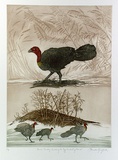 Artist: GRIFFITH, Pamela | Title: The Brush Turkey building and egg incubating mound | Date: 1989 | Technique: hard ground, aquatint, sugarlift, printed from two copper plates; additional hand-tinting | Copyright: © Pamela Griffith