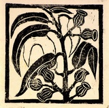 Artist: Kingston, Amie. | Title: Birthday card for Jocelyn: Gum leaves with nuts | Date: 1985 | Technique: linocut, printed in black ink, from one block