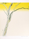 Artist: ROSE, David | Title: Eucalypt II | Date: 1975 | Technique: screenprint, printed in colour, from multiple stencils
